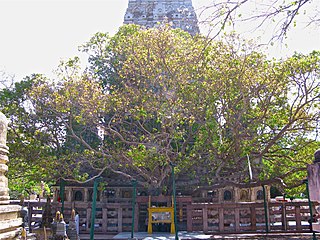 Bodhi_Tree