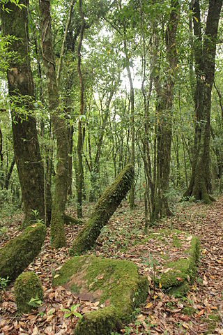 Sacred_groves_of_India