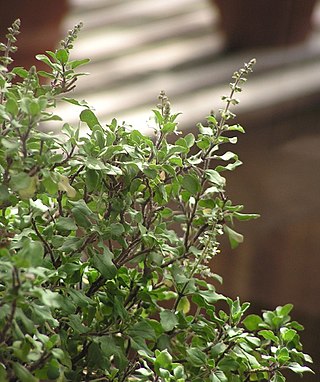 Tulasi_in_Hinduism